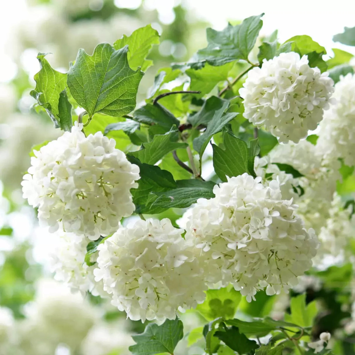 plante ornamentale1353