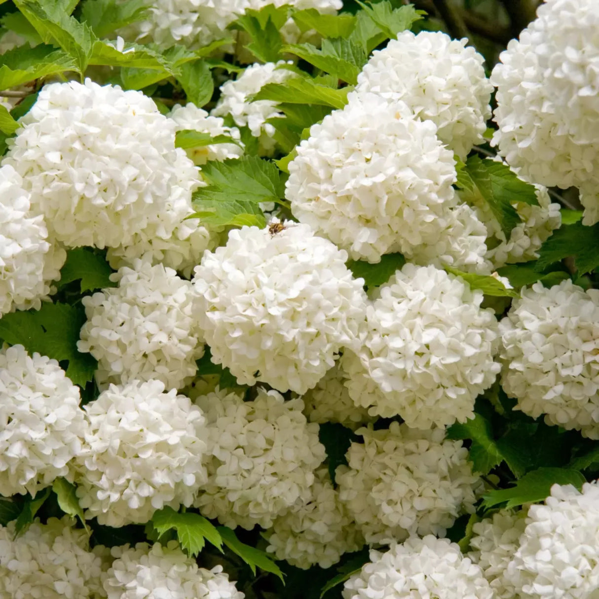 plante ornamentale1354