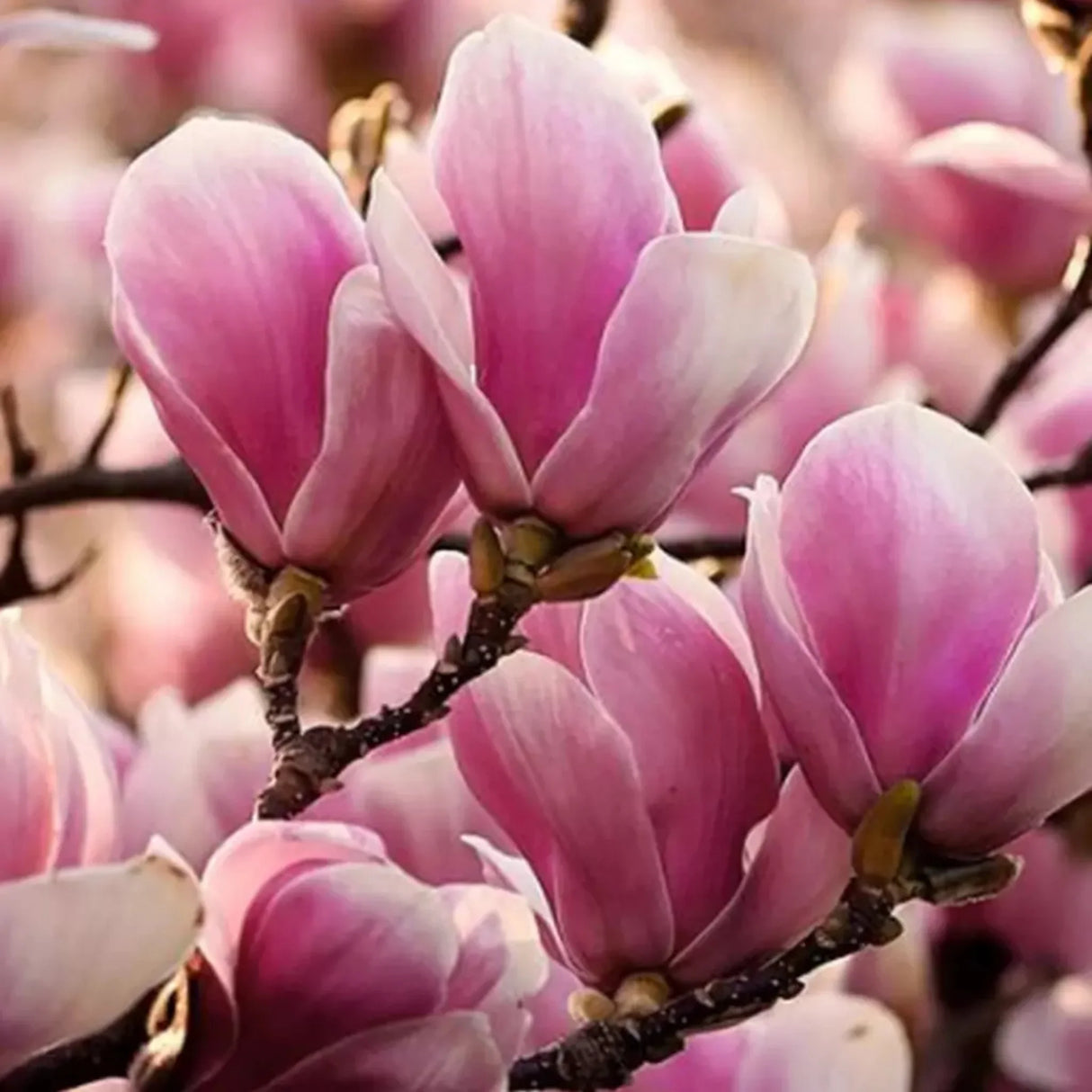 plante ornamentale1365