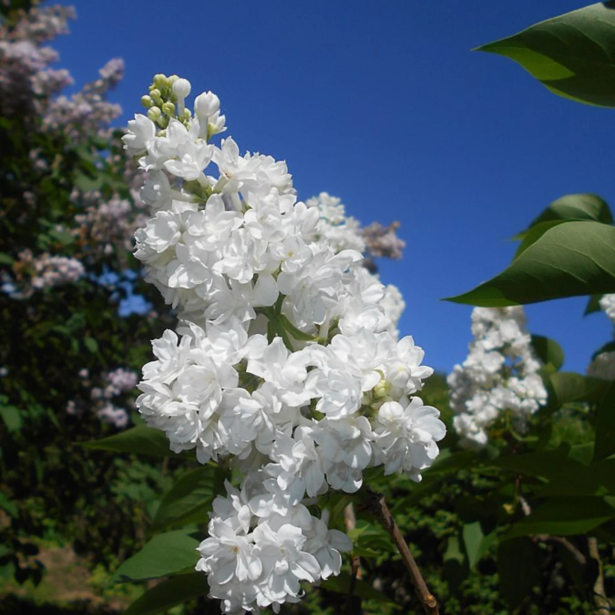 plante ornamentale1374