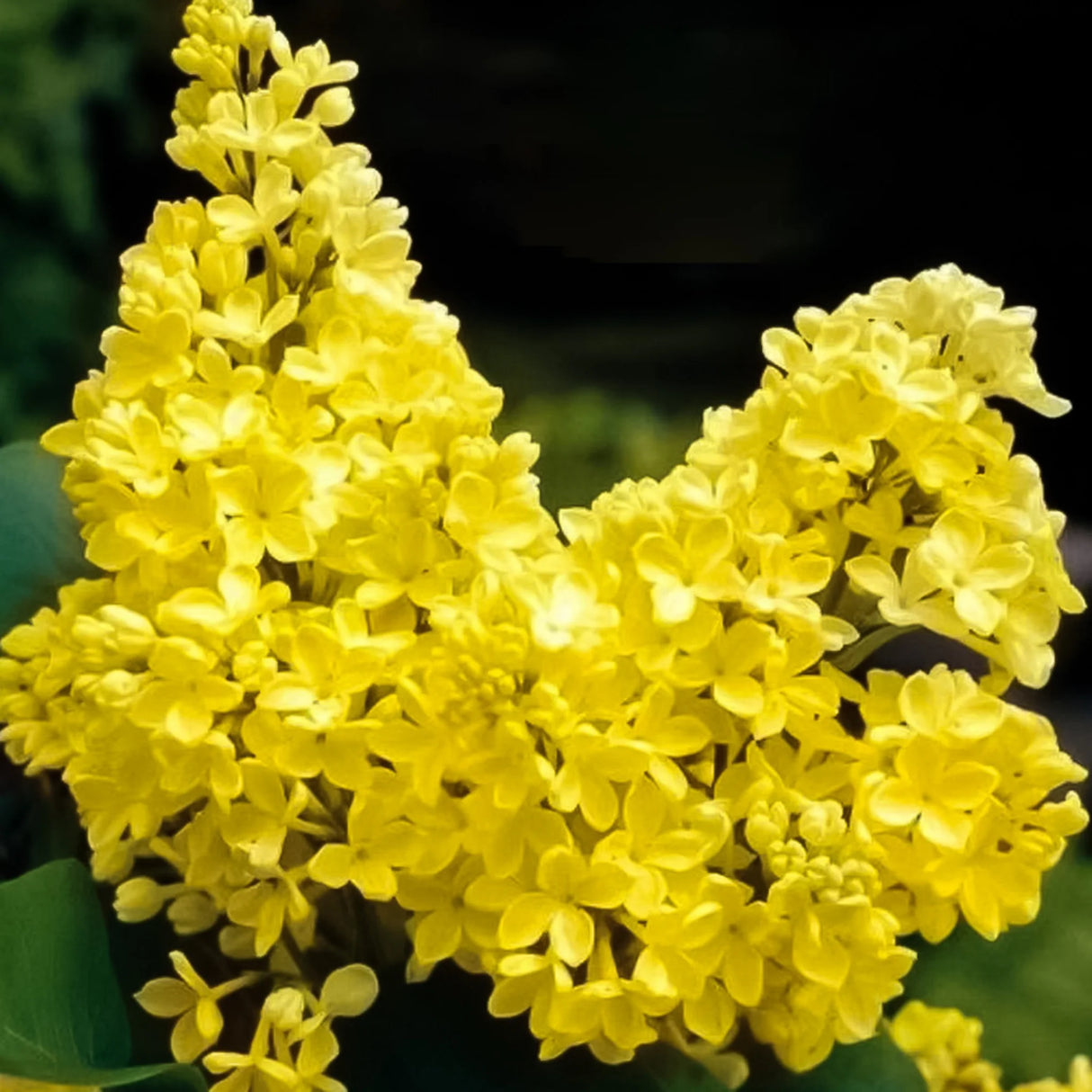 plante ornamentale1380