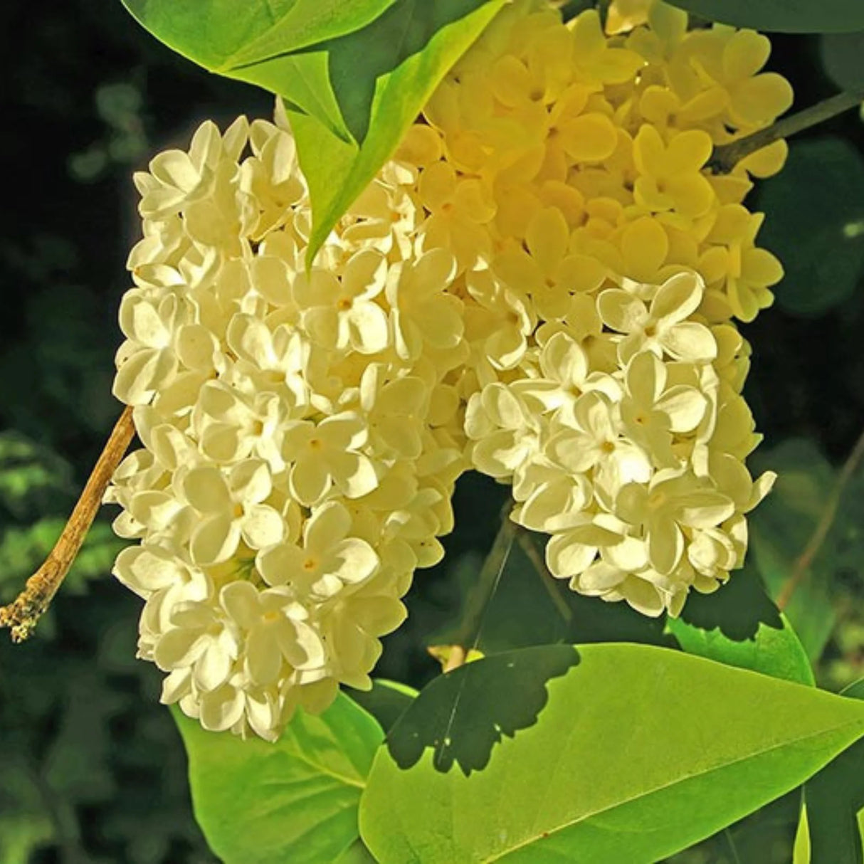 plante ornamentale1382