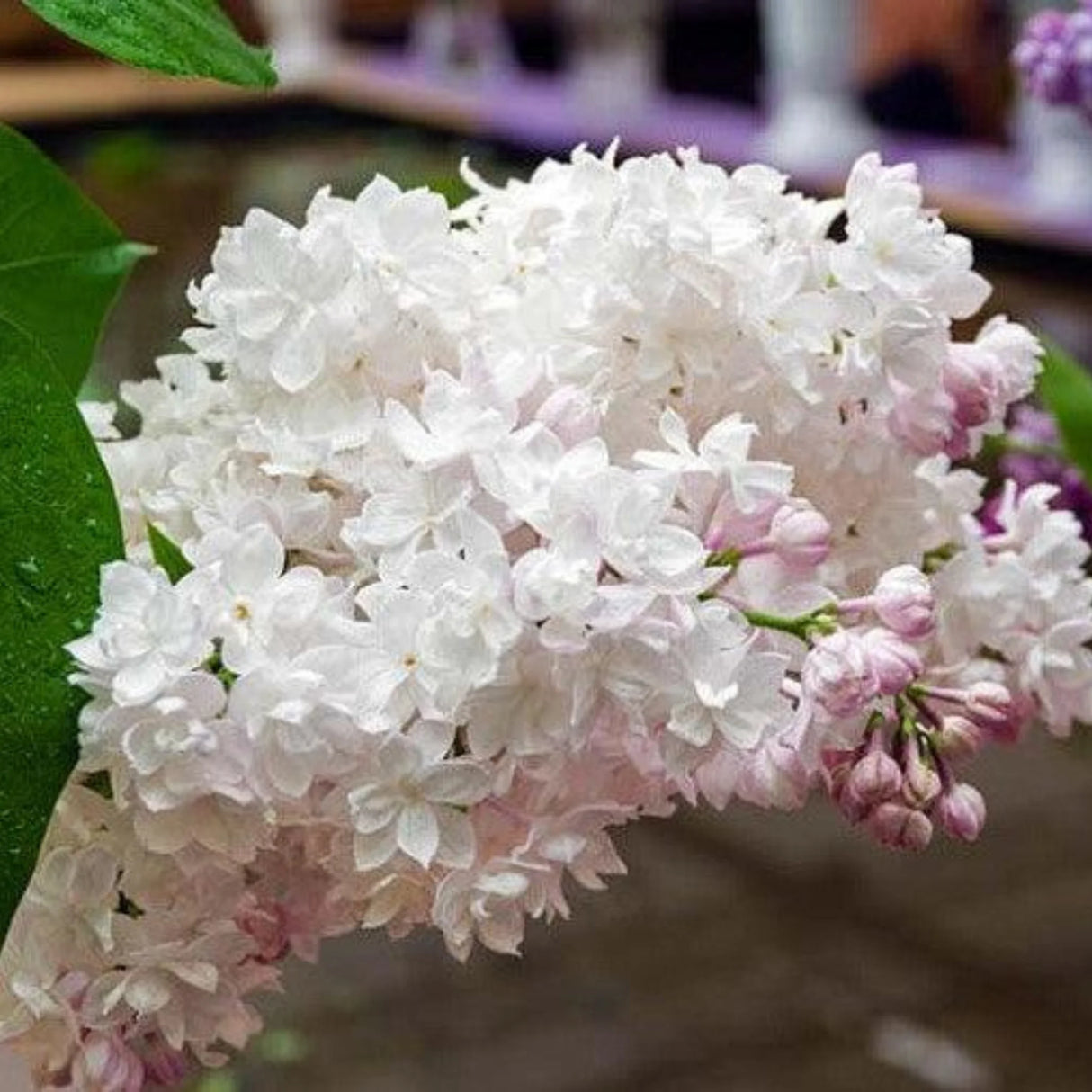 plante ornamentale1385