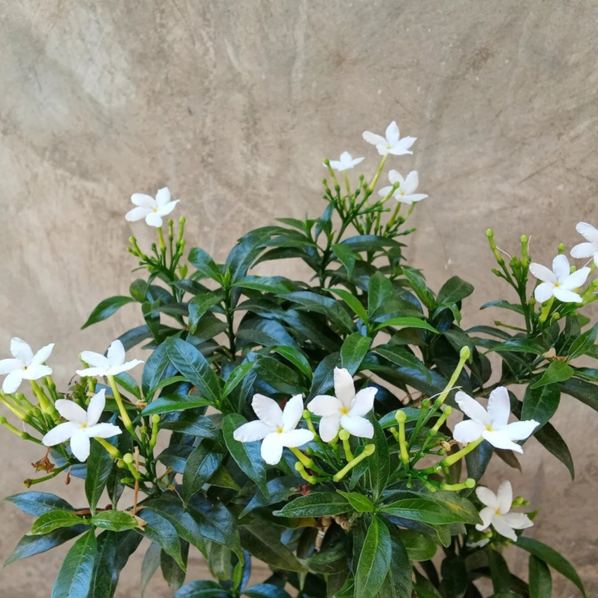 plante ornamentale212