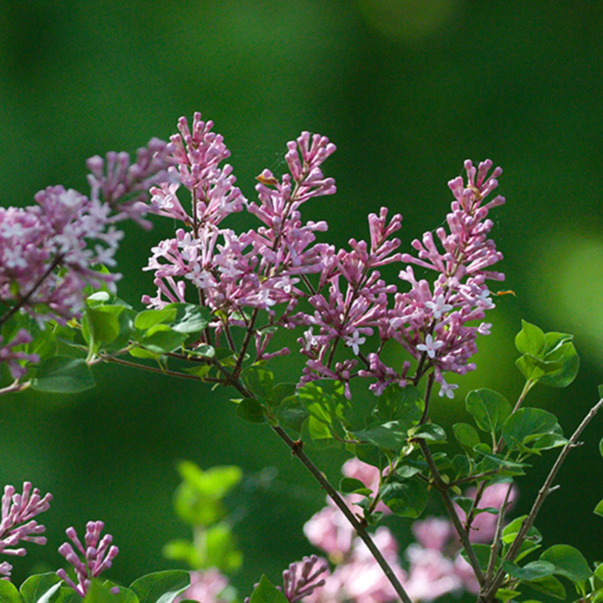 plante ornamentale223