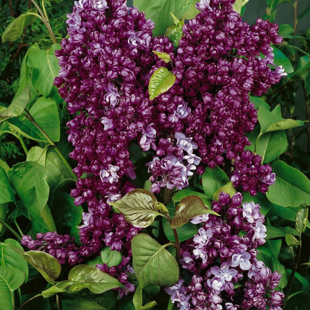 plante ornamentale239