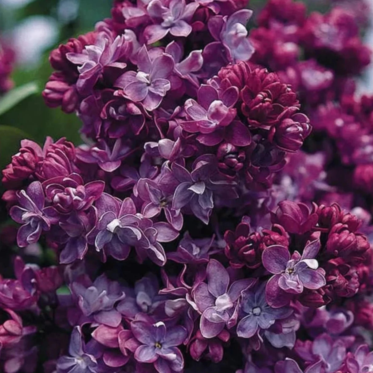 plante ornamentale240