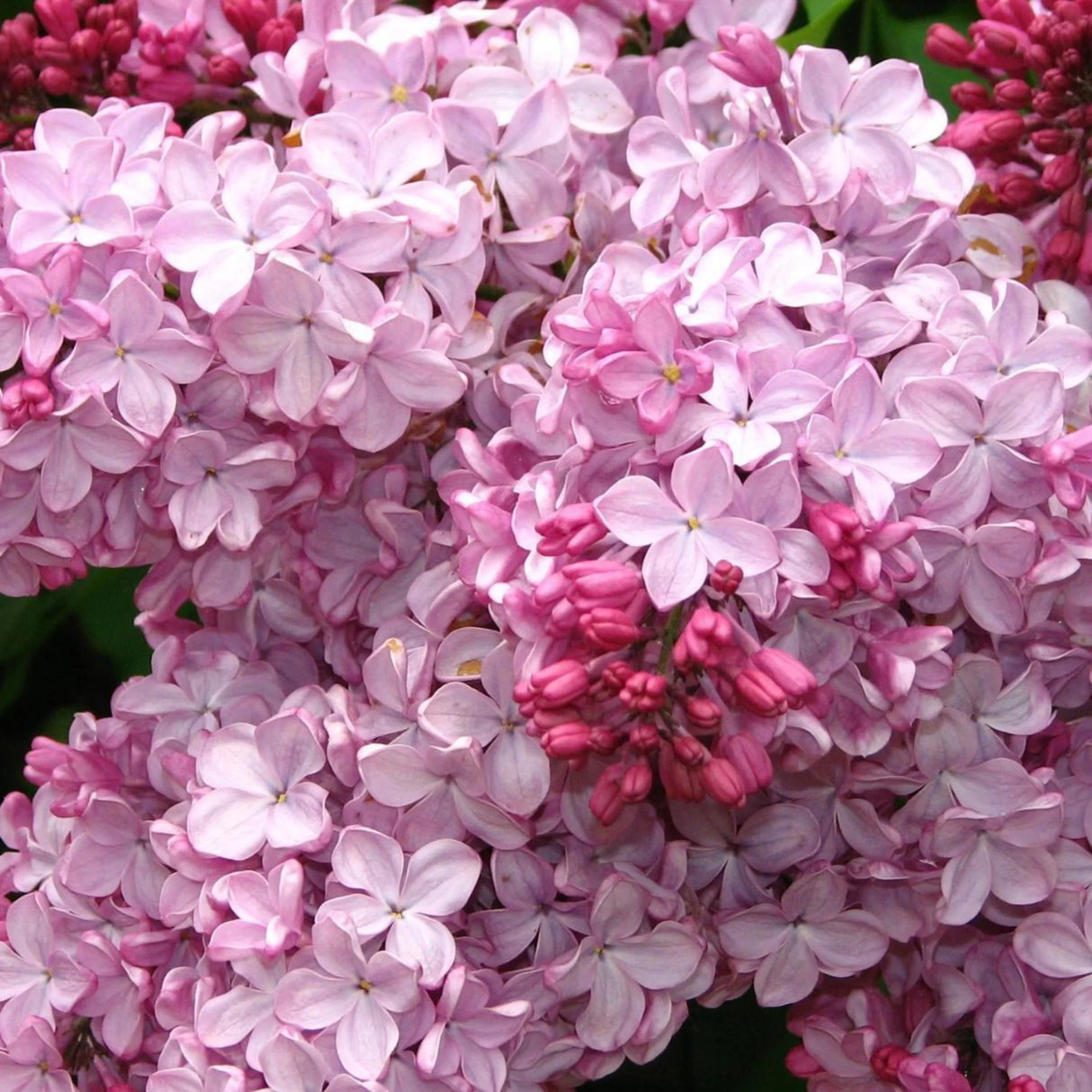 plante ornamentale241