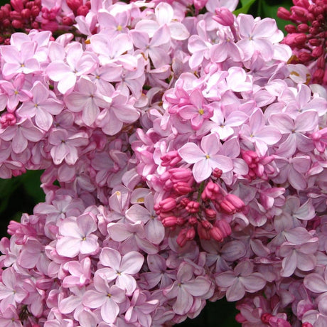 plante ornamentale241