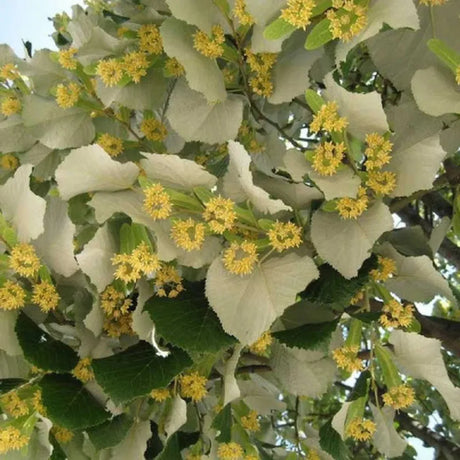 plante ornamentale244