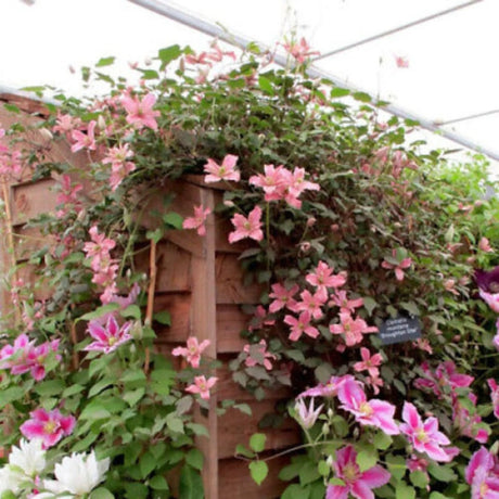 plante ornamentale259