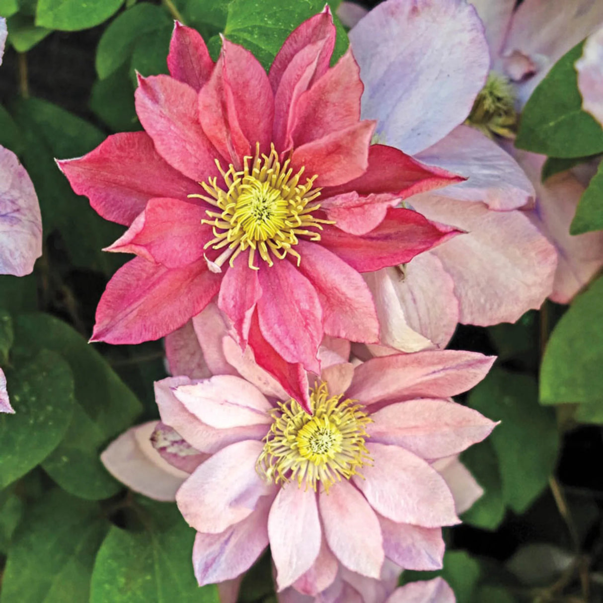 plante ornamentale260