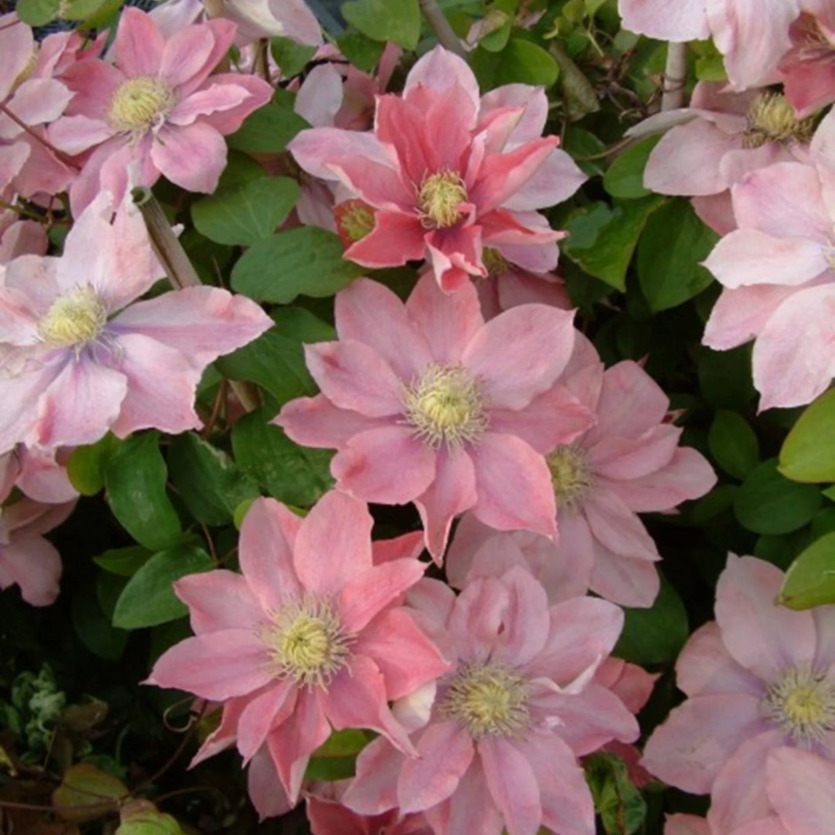 plante ornamentale261