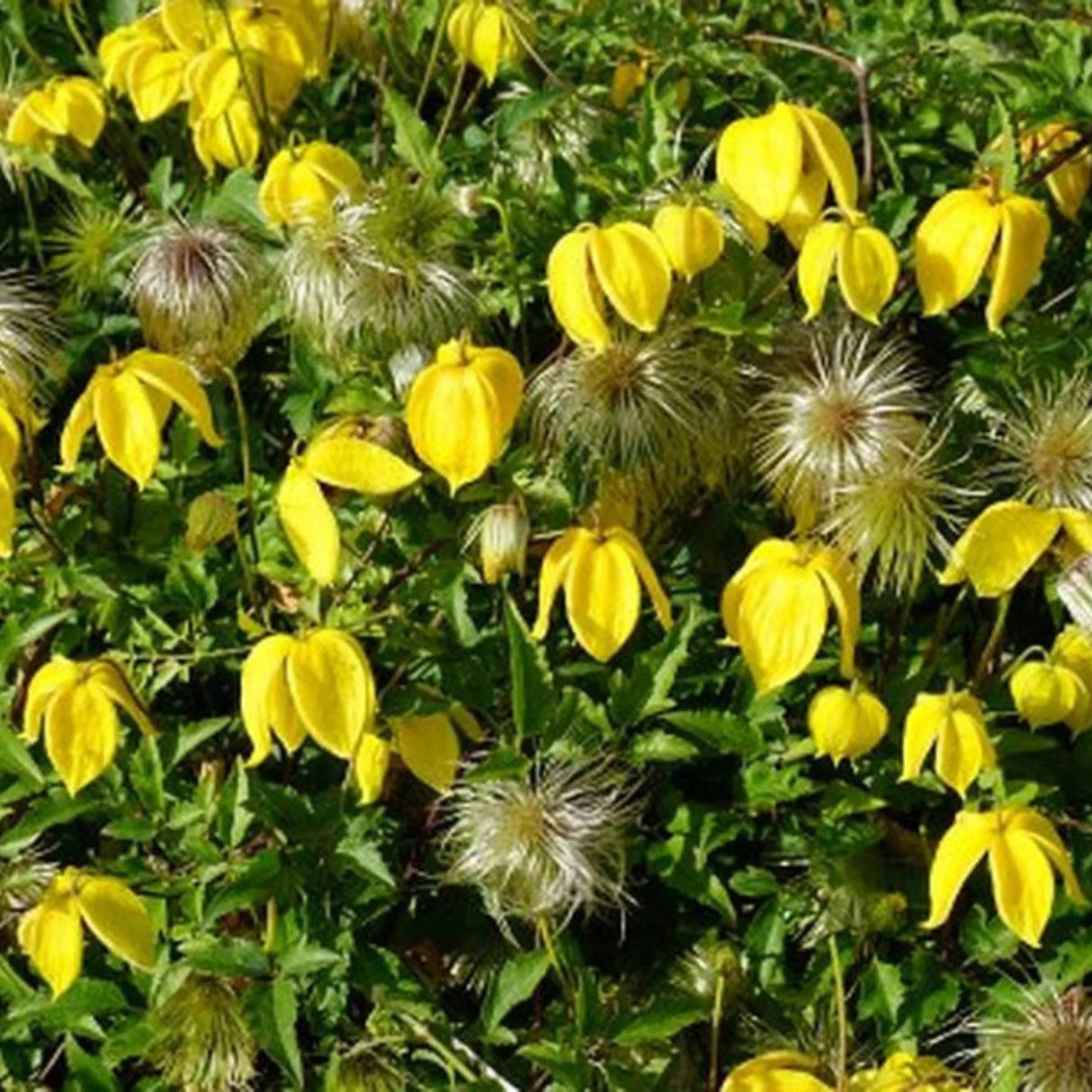 plante ornamentale263