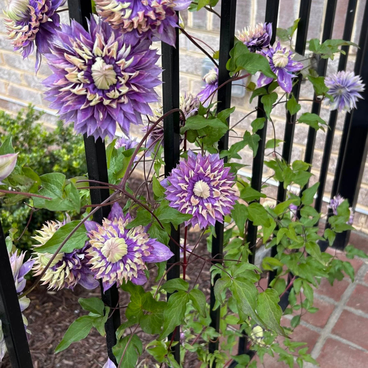 plante ornamentale267