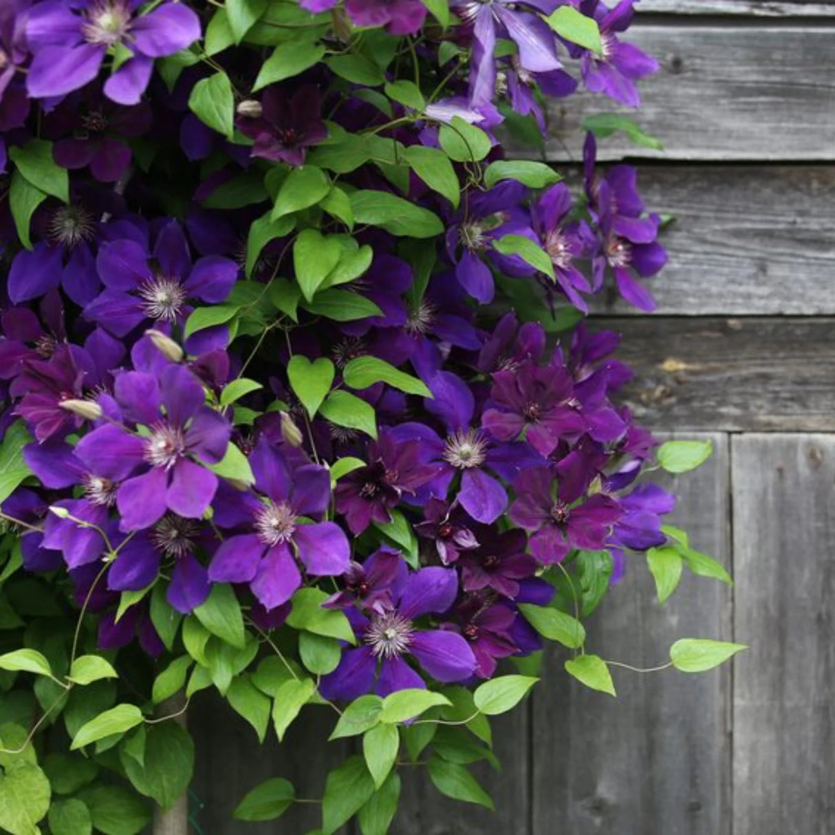 plante ornamentale271