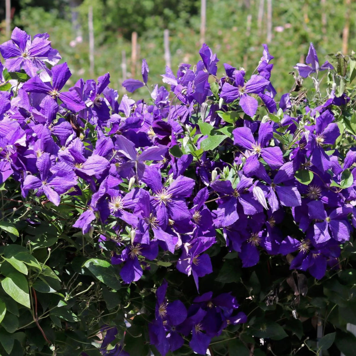 plante ornamentale279