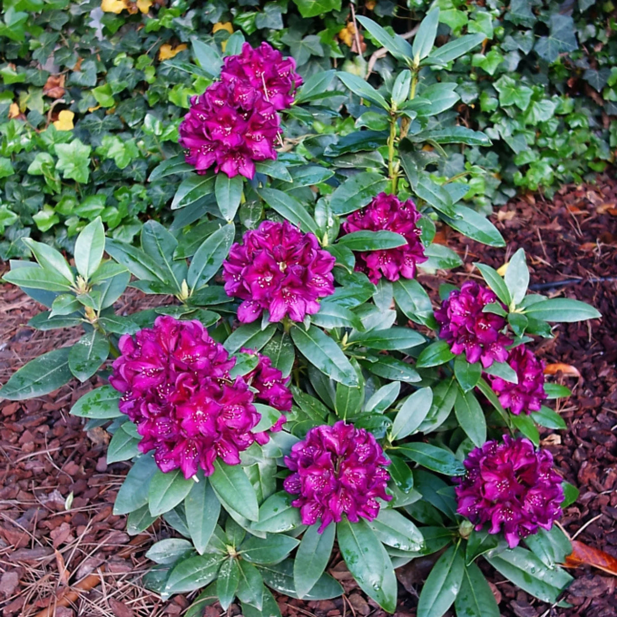 plante ornamentale290