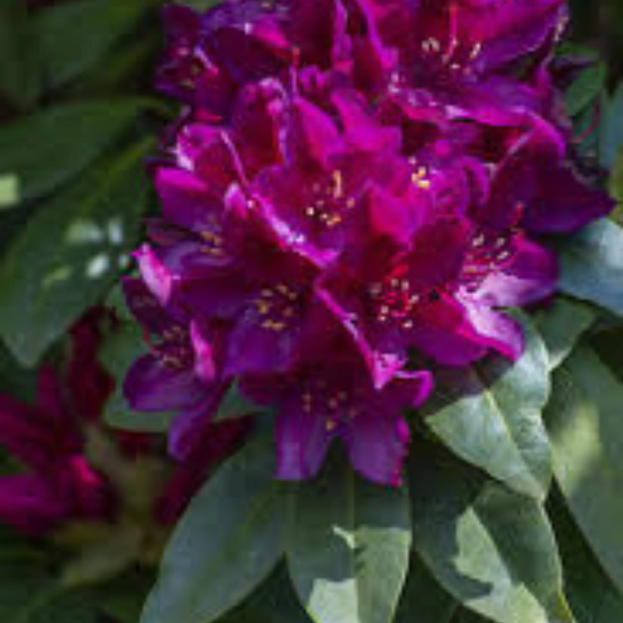 plante ornamentale291