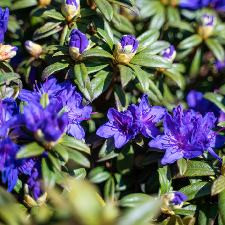 plante ornamentale292