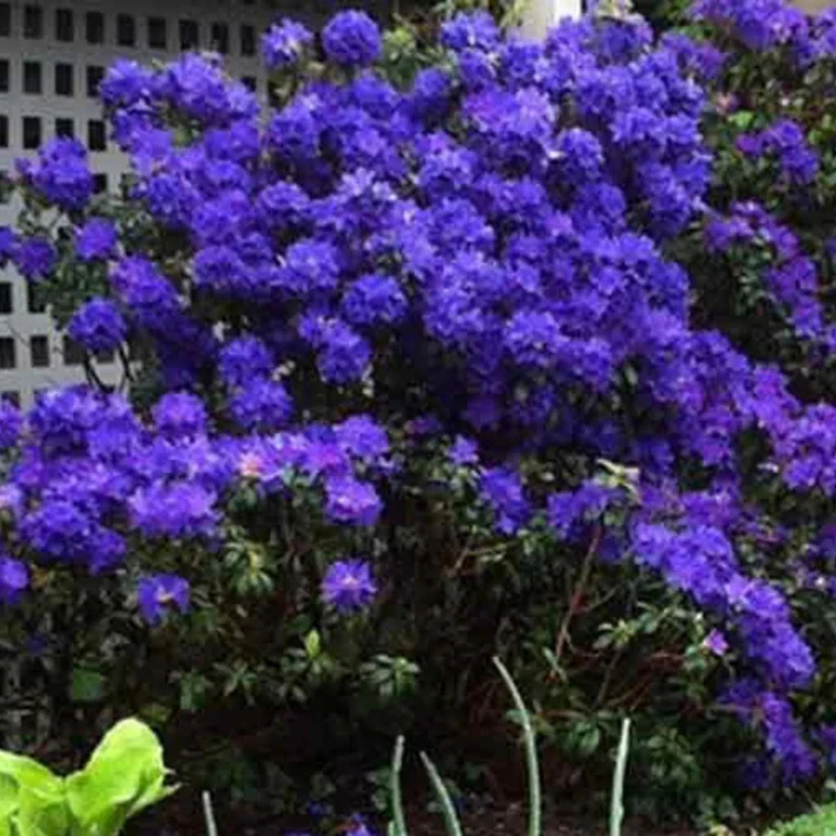 plante ornamentale293