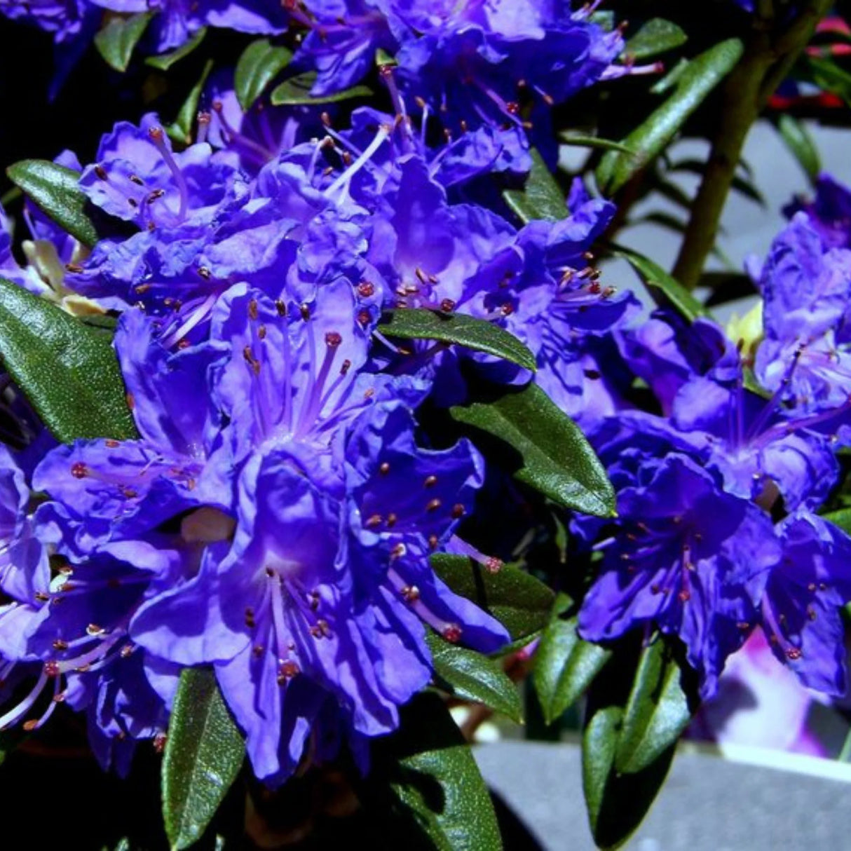 plante ornamentale294