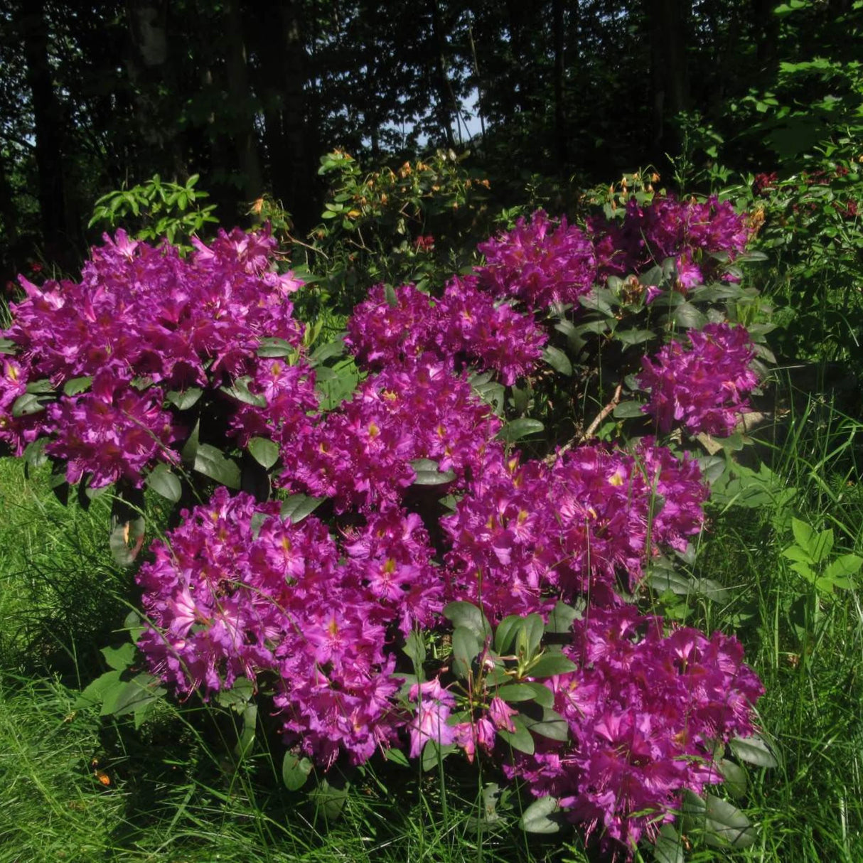 plante ornamentale303