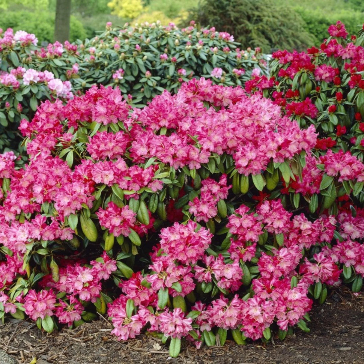 plante ornamentale324