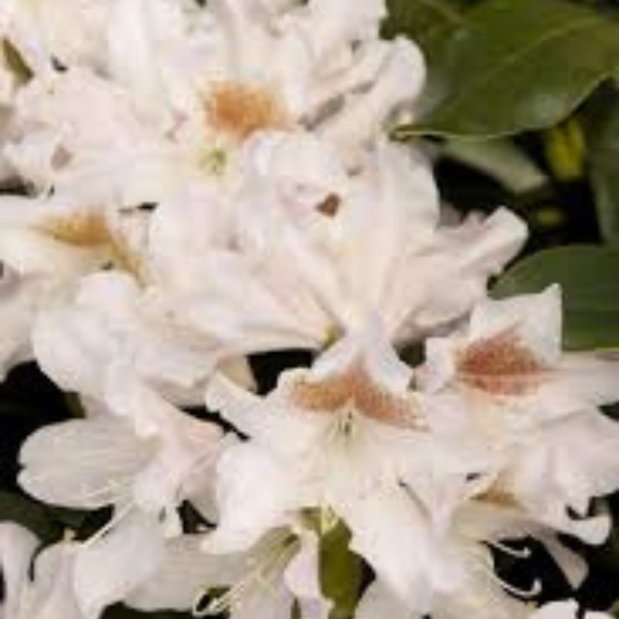 plante ornamentale329