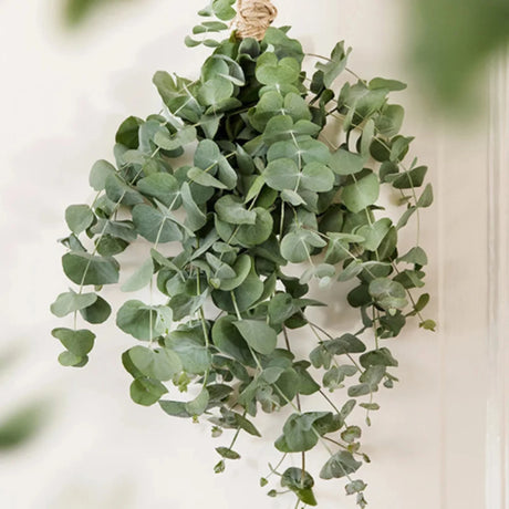 plante ornamentale358
