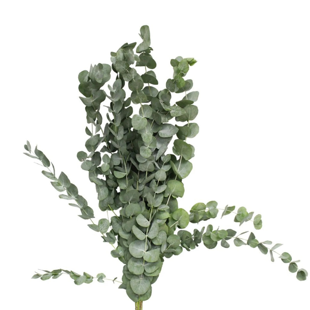 plante ornamentale359