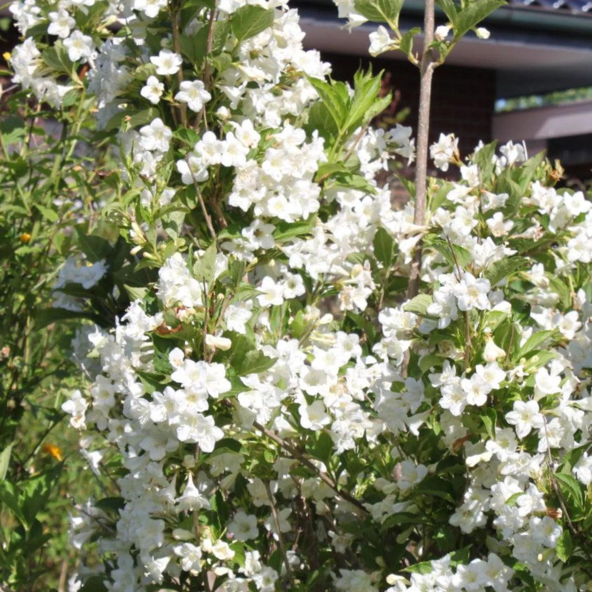 plante ornamentale378