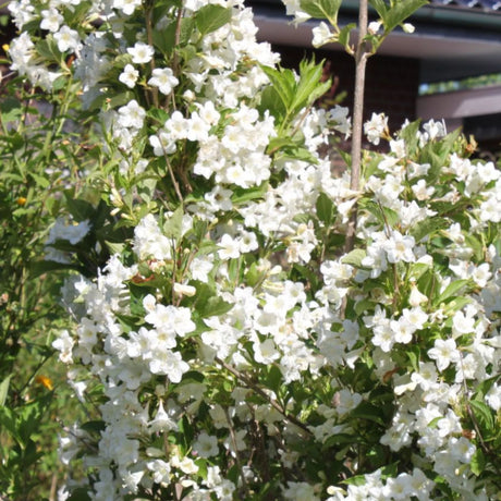 plante ornamentale378