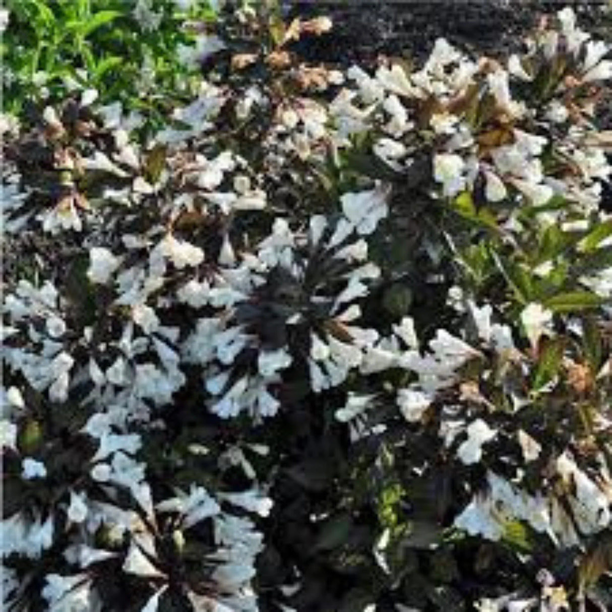 plante ornamentale380