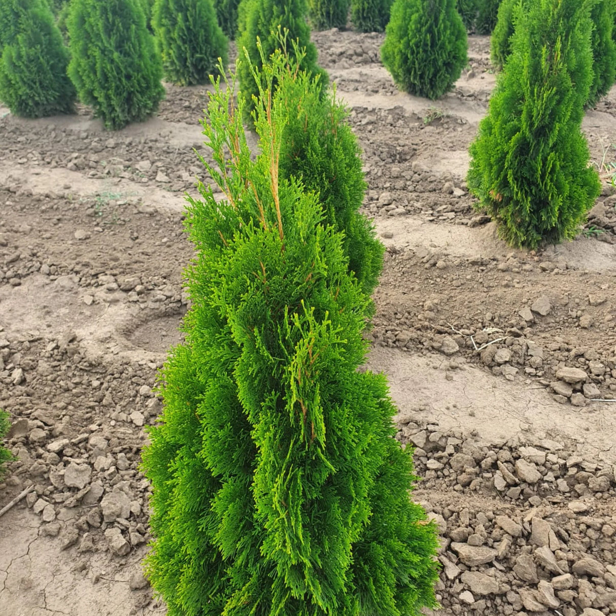 plante ornamentale572