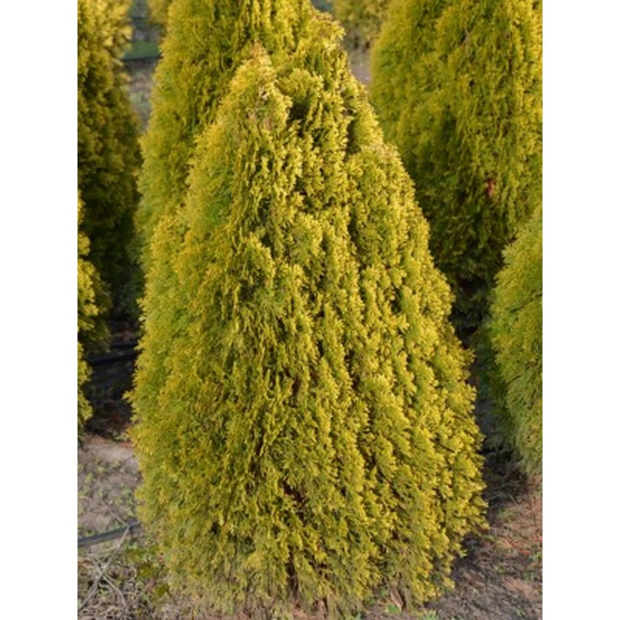 plante ornamentale573