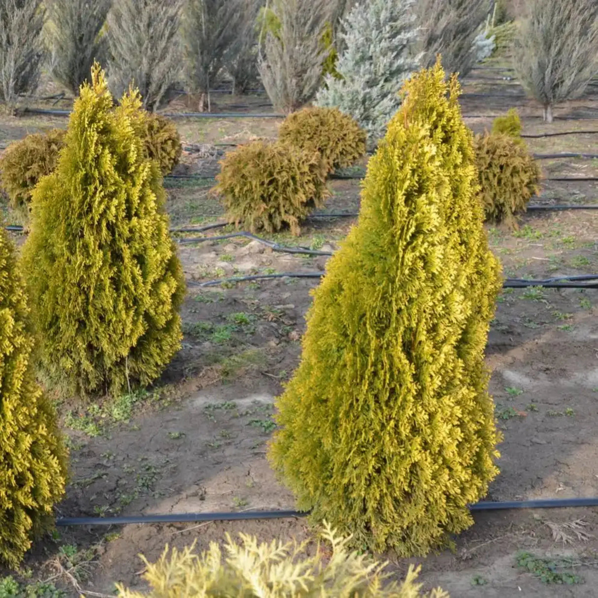 plante ornamentale575