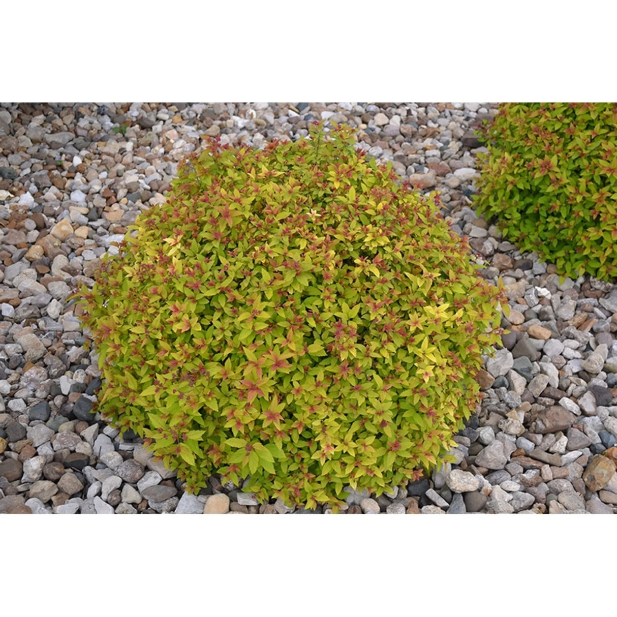 plante ornamentale592