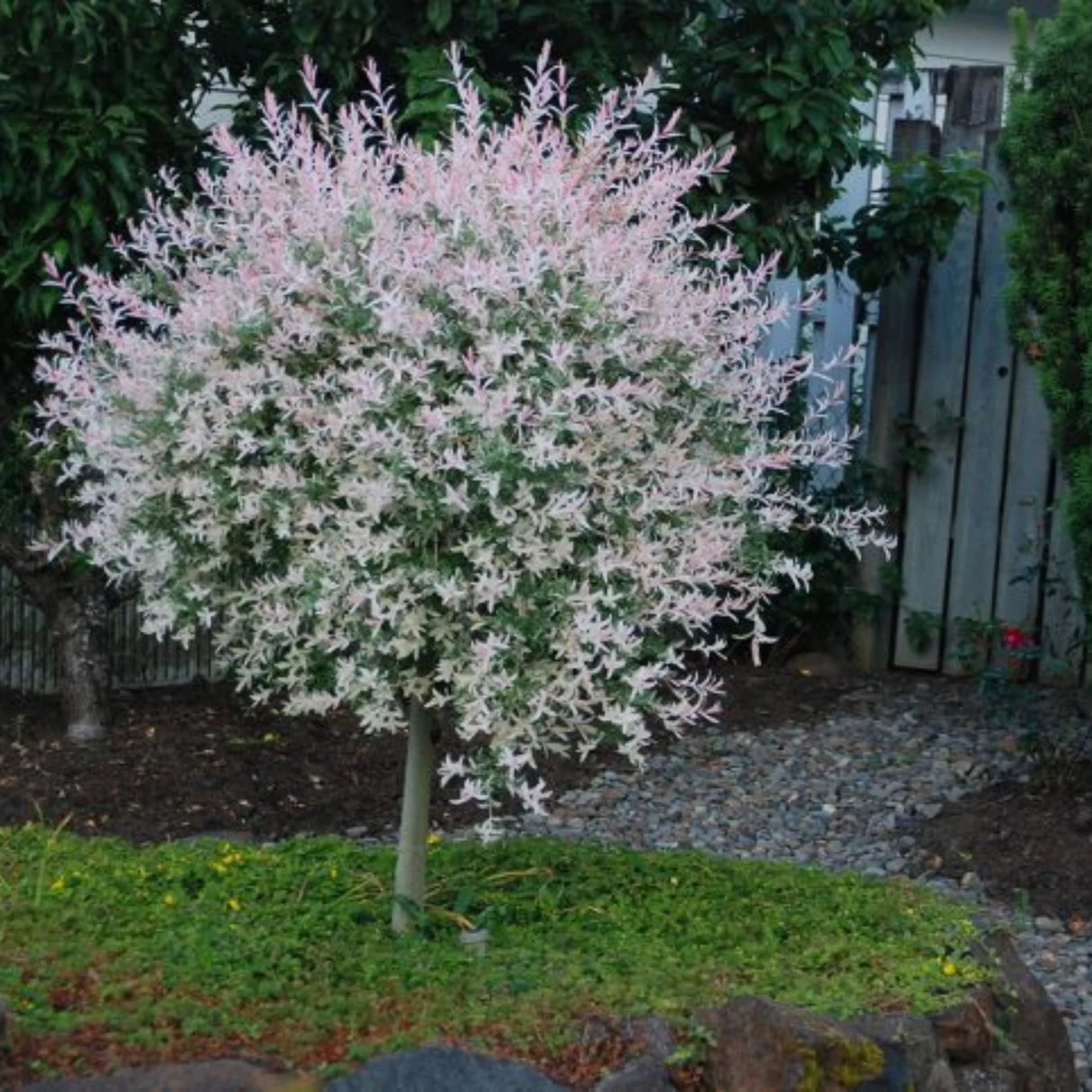 plante ornamentale597