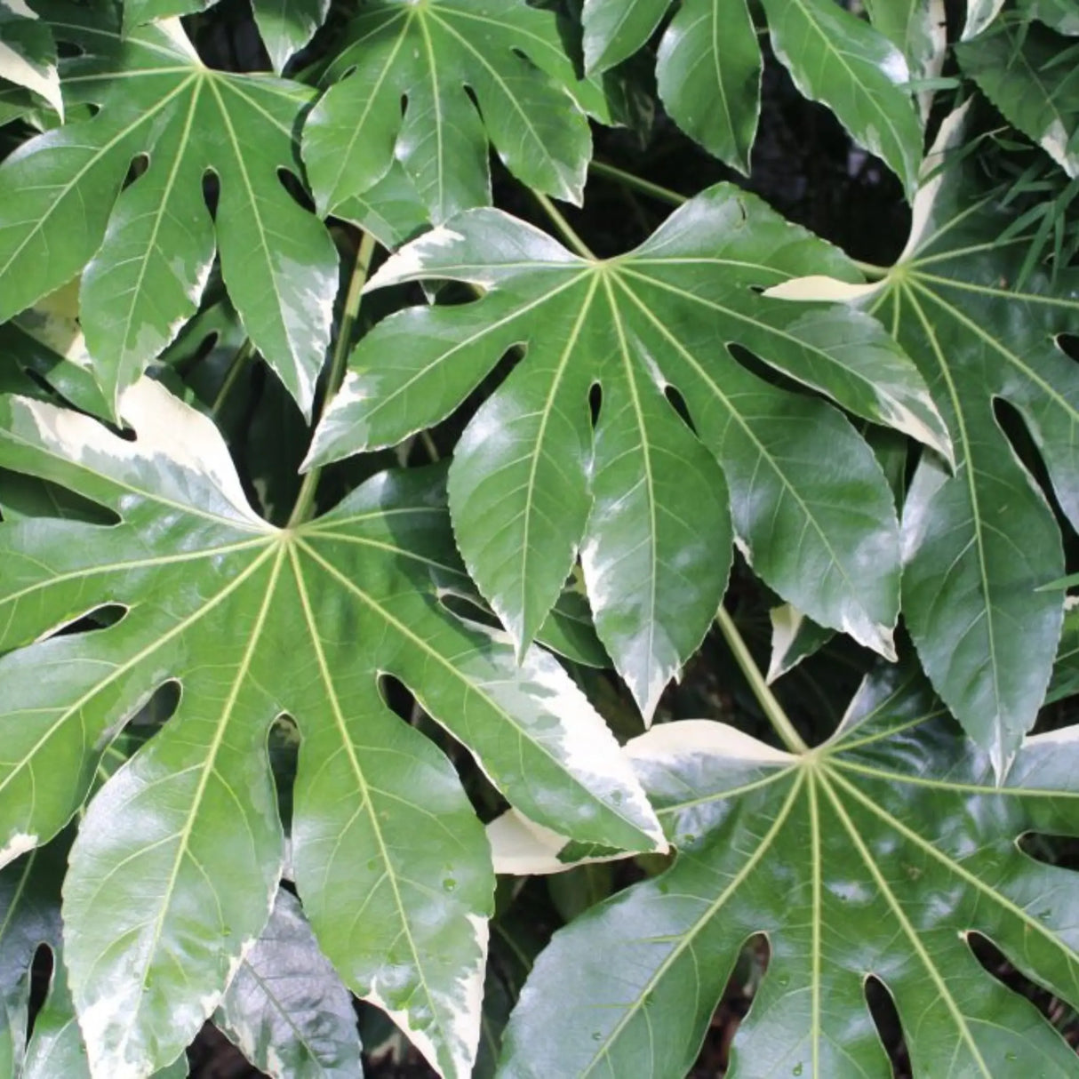 plante ornamentale609