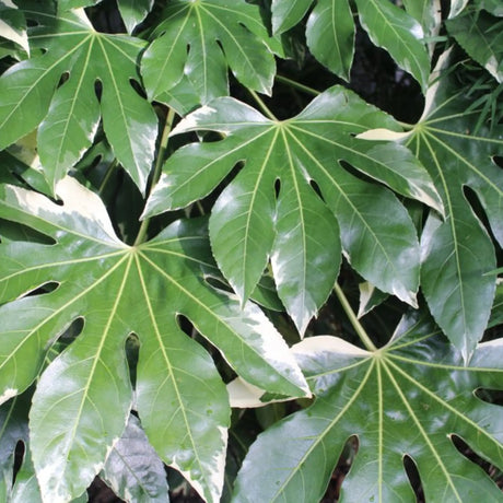 plante ornamentale609