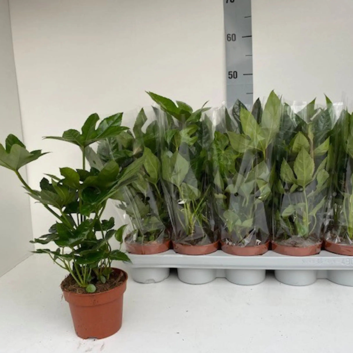 plante ornamentale610