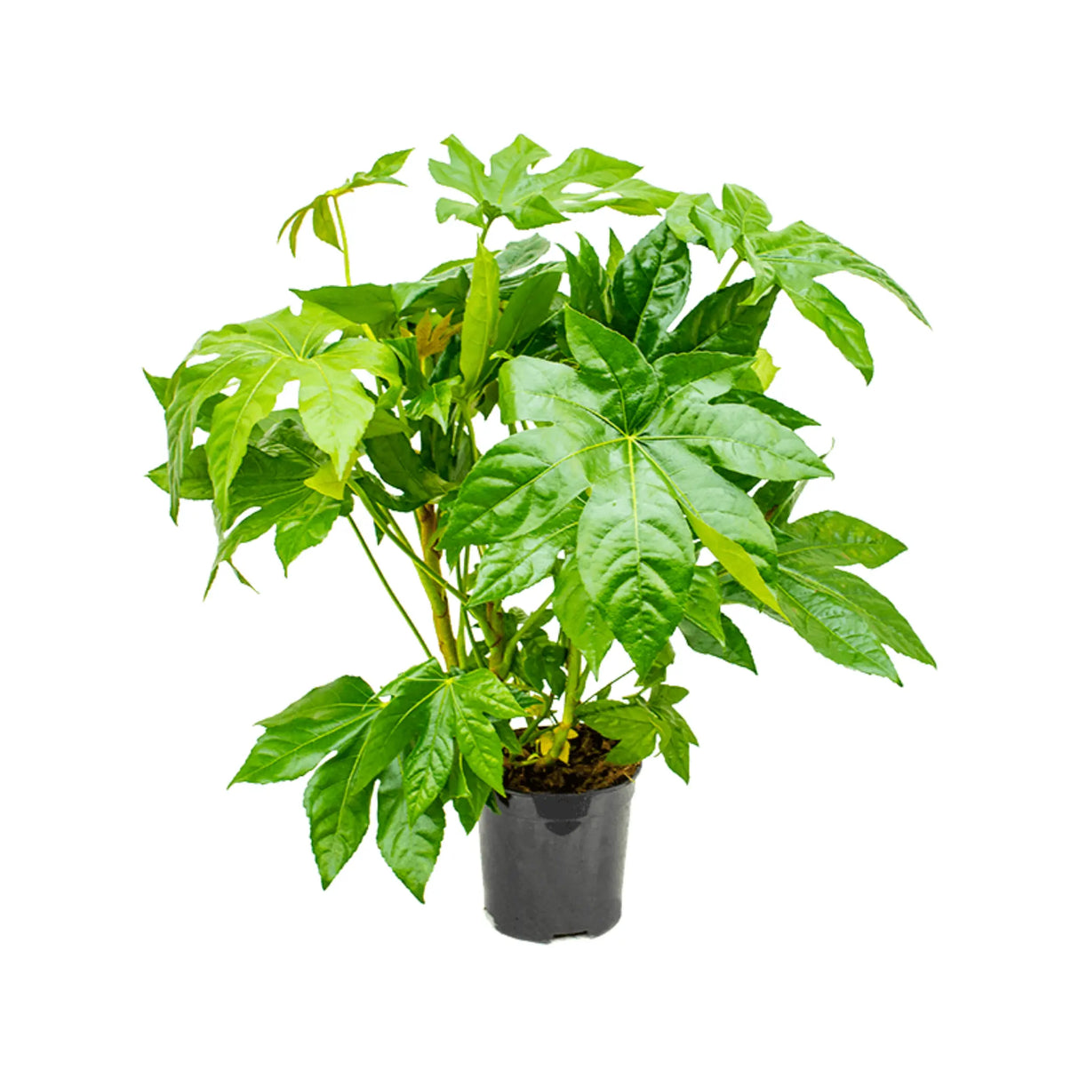 plante ornamentale611