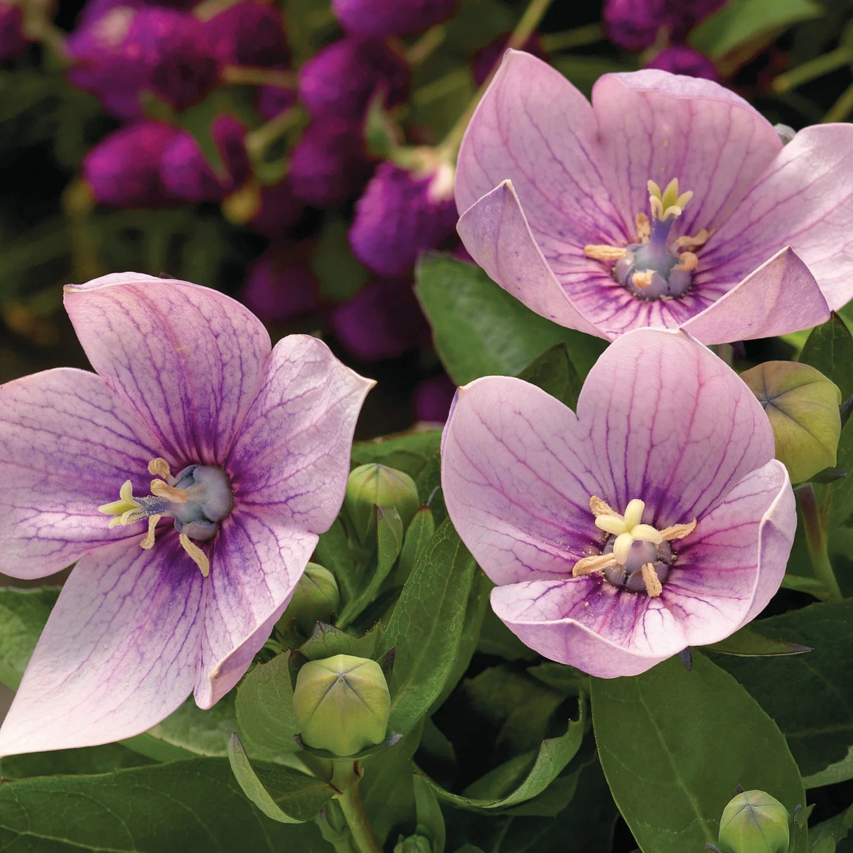 plante ornamentale618