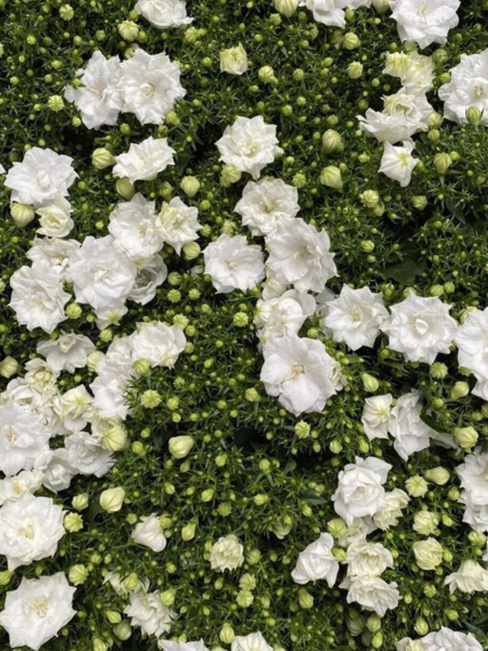 plante ornamentale626