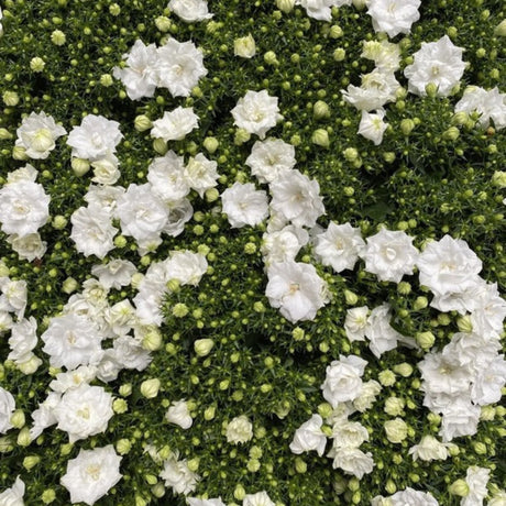 plante ornamentale626