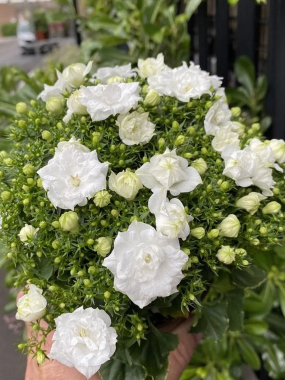 plante ornamentale