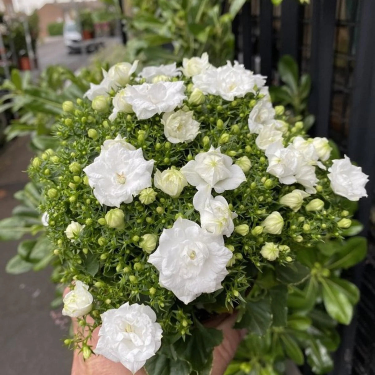 plante ornamentale