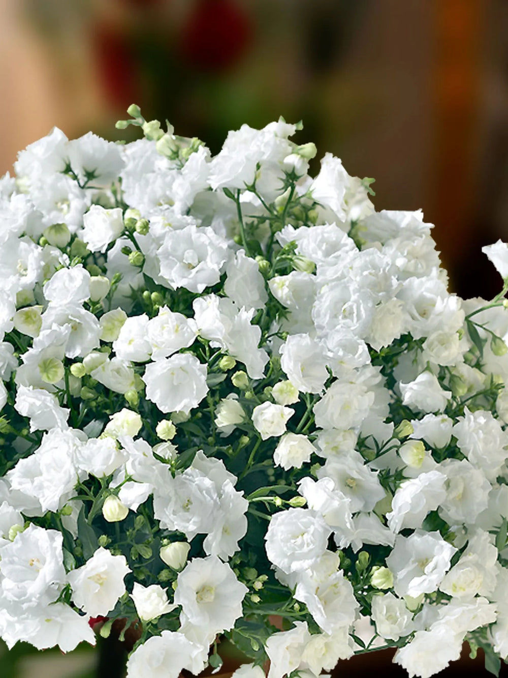plante ornamentale628
