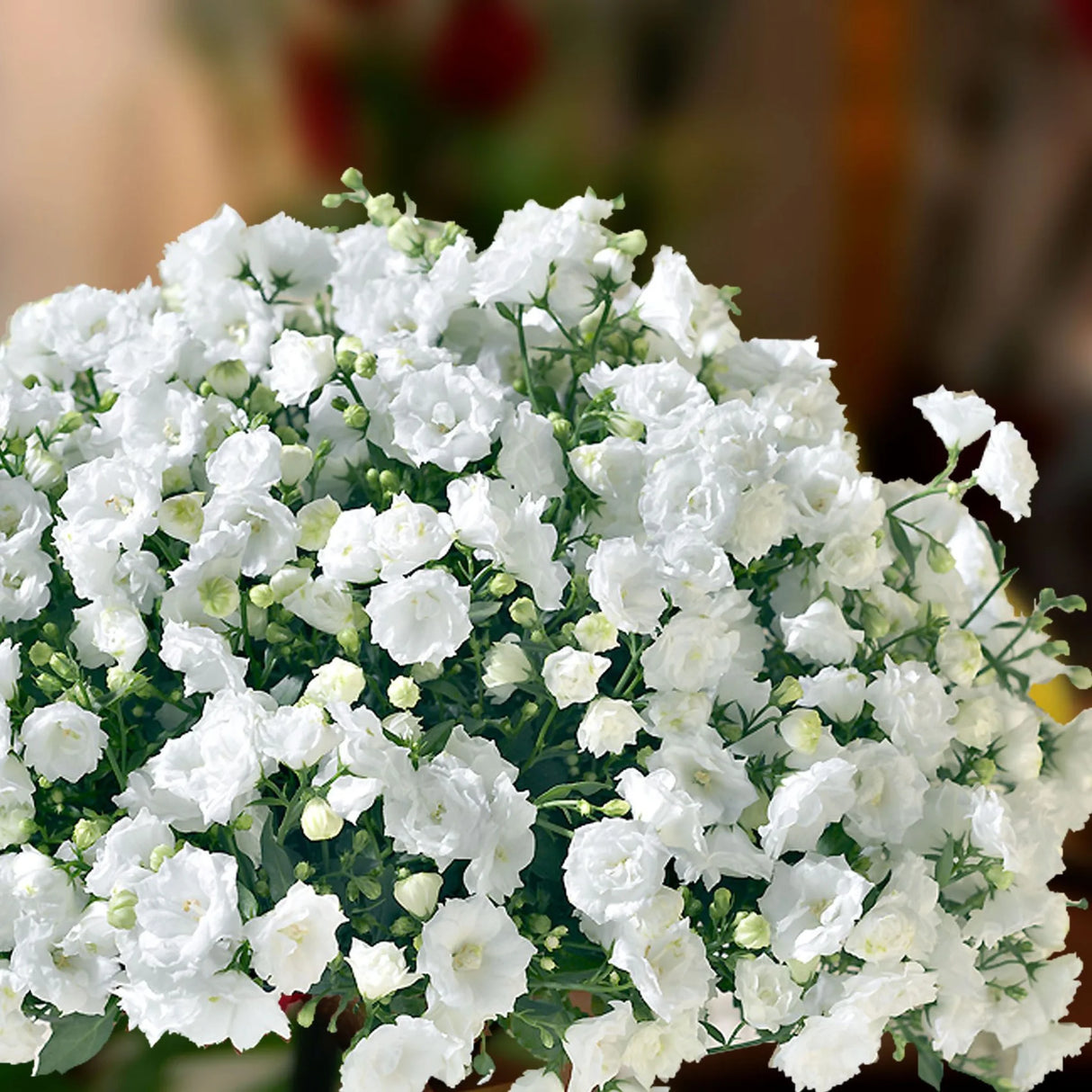 plante ornamentale628